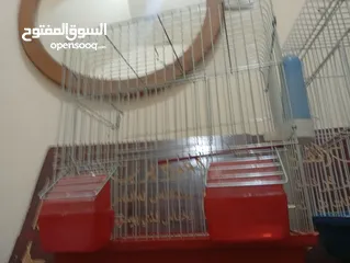  1 قفصين واحد جديد و تاني مستعمل