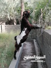  2 تيس باكستاني راااهي