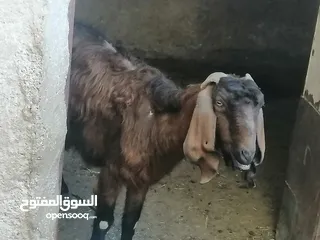  1 عنز جلد براسها...... السن صافه.... ماشاء الله عنها.... ديدها هشوش... تالي حليب.... شوف الفيد