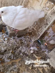  2 طيور مزرعه زرب الصواوين