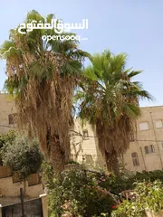  9 شجر نخيل زينه