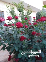  1 منزل مستقل للبيع