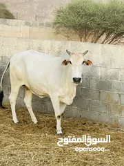  2 بقره باكستانيه بيور اصل عشار