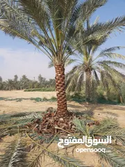  10 Date Palm Trees