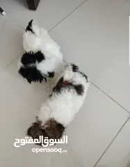  2 Shihzt pure puppies female