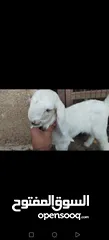  4 عنز وراها سخله بيضا برصا مميزه