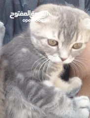  2 سكوتش فولد