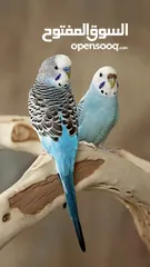  2 عصافير بادجي