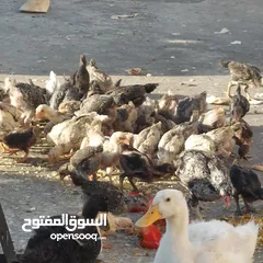  2 صيصان بلدي