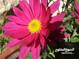  1 دخلة الحتو اسكان الشروق عل شارع رئيسي