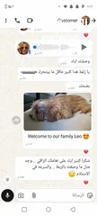  9 جراء بودل مستويات عالية جدا جدا جدا اهالي استيراد خارجي مستويات خرافية تسليم في أي عياده بيطرية