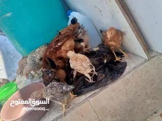  11 فراخ دجاج عدد 13 للبيع