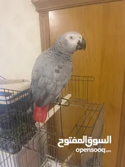  1 طير كاسكو للبيع