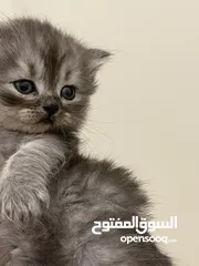 4 قطط  بصحه و عافيه