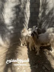  3 اغنام رحبيه