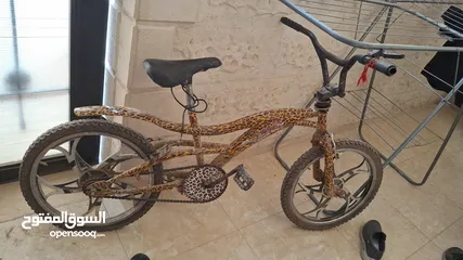  12 بسكليت اوروبي