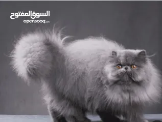  1 شيرازي للبيع