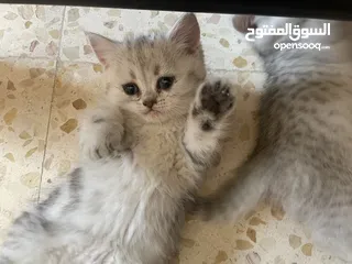  5 بريتش سلفر بيوووور