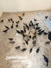  4 فرحات بلدي للبيع العمر 60يوم