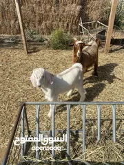  2 حيونات للبيع