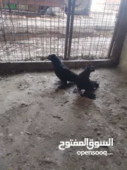  1 متاح جوز ماشاءالله موجودات طبربور