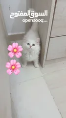  3 Cute persian kittens