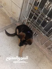  4 جرو جيرمن شيبرد شو لاين