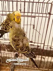  4 متاح جوز بقلينو دكر هوقو وانتى مشوشه متوفر ريش مصراته بجنب جزيره قراره