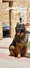  1 كلب جيرمن شيبرد