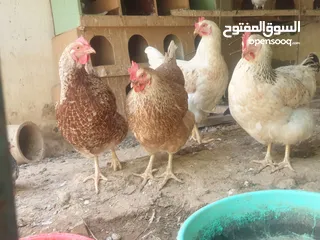  4 للبيع دجاج الهولندي الفاخر الاصل الحجم الضخم منتج يومي وحجم البيض كبير الحجم البيض الاحمر