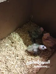  7 جوز كوكتيل مع 3 فراخ