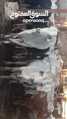  4 غنم وعجول للبيع