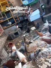  8 حمام مشكل 70 جوز