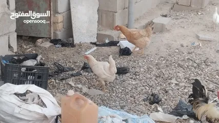  5 دجاج عرب للبيع