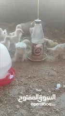  22 صيصان براهما مستويات عالية