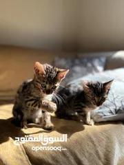  3 Pure Bengal Kittens under 3 months old