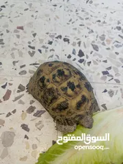  3 جوز سلاحف يوناني للبيع إقراء الوصف