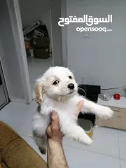  7 انثى فرنش تيرير عمر شهرين   puppy 2-months female - French Terrier