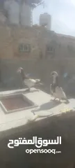  3 جوز معاكيف اسكندرانيات حمر