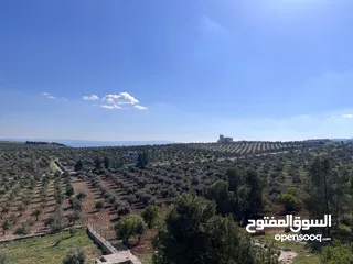  19 فرصة العمر مزرعة زيتون راقية  طريق اربد عمان كافه الخدمات 17 دونم و نص منتجه