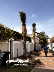  18 Date Palm Trees