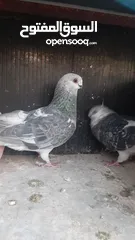  5 15 جواز للبيع مشكلات
