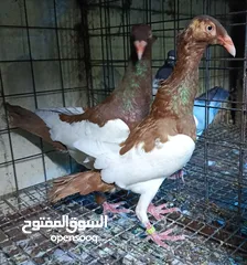  3 حمام الماني نخب جواز وفردات
