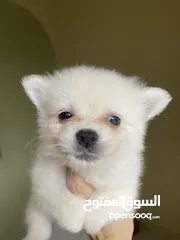  1 Baby Pomeranian in Dubai