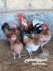  3 عربي قديم جمله