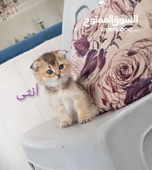  5 كتين سكوتش فولد وستريت
