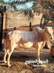  2 ثور ثيوابي