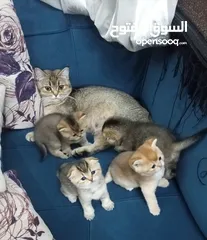  2 إناث منتجات سكوتش ستريت