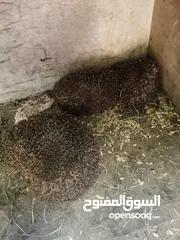  1 قنافذ للبيع بسعر حرق