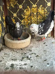  7 تنظيف سطح جوزين بسعر حرق